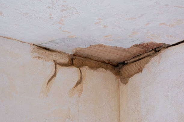 Best Professional water damage repair  in Drew, MS